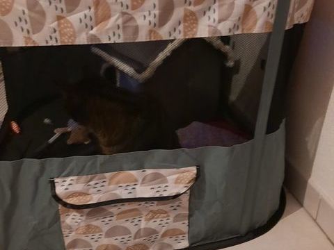 grand parc pour chaton ou chiot 35 31140 Aucamville