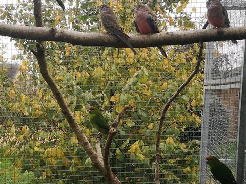 C&egrave;de Kakariki et bourke 40 56490 Guilliers