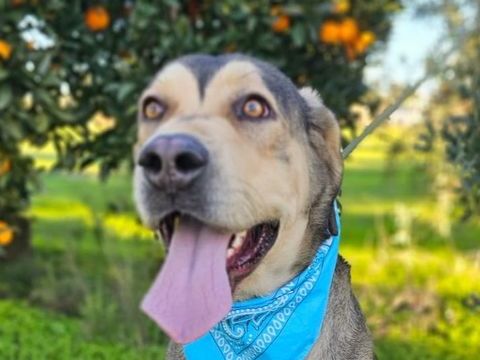 ZEUS 320 27620 Gasny