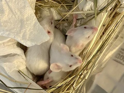 Petites souris blanche 0 06150 Cannes la bocca