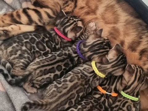 Superbes chatons Bengal brown spotted tabby 2000 31300 Toulouse