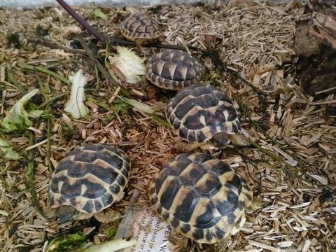 tortue 90 66300 Llauro