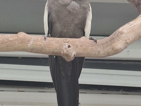 Calopsitte mâle "eyeliner", type sauvage 15 01330 Versailleux