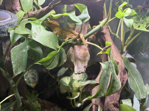 Gecko &agrave; cr&ecirc;te et terrarium 50 39000 Lons-le-saunier