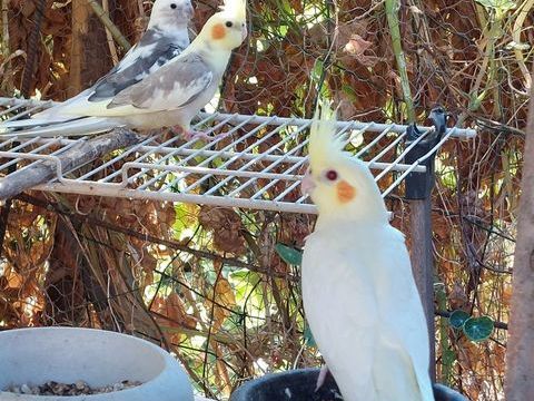 Calopsittes 30 06000 Nice