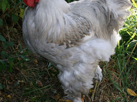 Oeufs fecond&eacute;s poules Brahma 2 01390 Ranc�