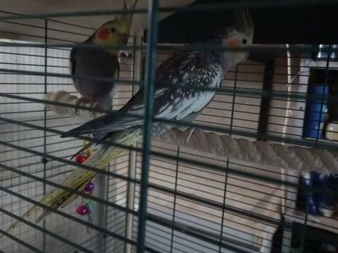 Perruches Calopsitte (couple). 50 54750 Trieux