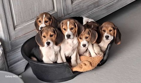 Beagle Chiots LOF 800 47000 Agen