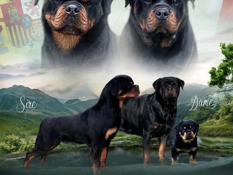ROTTWEILER LOF gros gabarit 1800 31150 Lespinasse