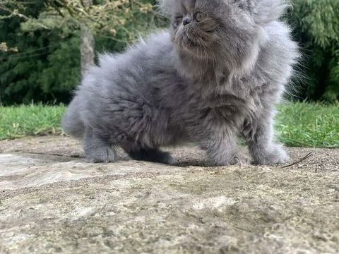 Chatons Persans 950 70190 Vandelans