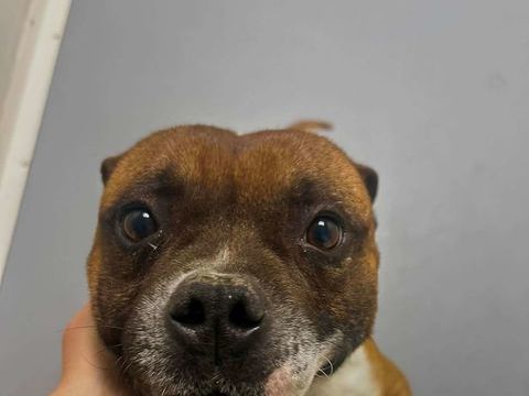 Chien STREET FIGHTER &agrave; l adoption 250 13001 Marseille