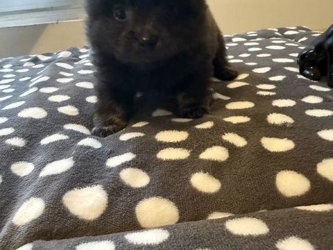 Pomchi couleurs exotiques 1200 91270 Vigneux-sur-seine