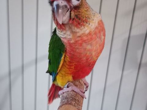 Jeune conure eam 200 57520 Lixing-lès-rouhling