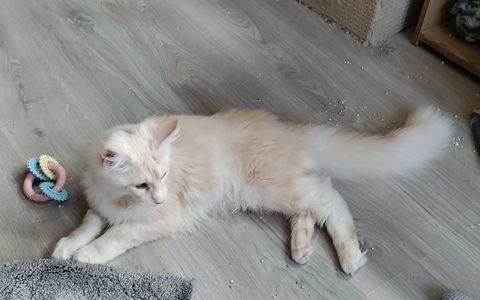 Amadeus cherche une nouvelle famille pour compagnie 1300 68120 Pfastatt