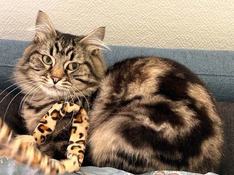 CHAT A PLACER 0 75014 Paris