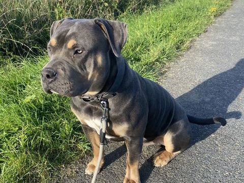 Americain Bully XL 1200 22240 Frhel