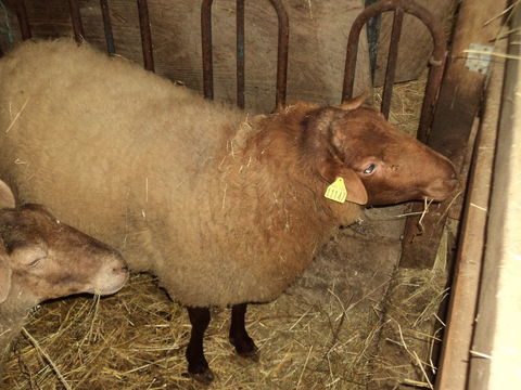 b&eacute;lier 230 79220 Champdeniers-saint-denis