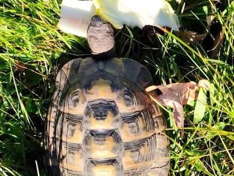 Tortue m&acirc;le de 10 ans 300 45290 Langesse