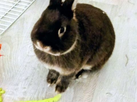 Lapin nain n&eacute;erlandais 200 77185 Lognes