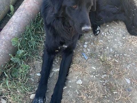 A L'ADOPTION OREO 0 75018 Paris