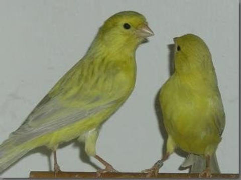 canaris 20 33830 Belin-béliet