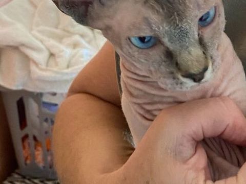 Vends jolies femelles sphynx 1400 83500 La seyne-sur-mer