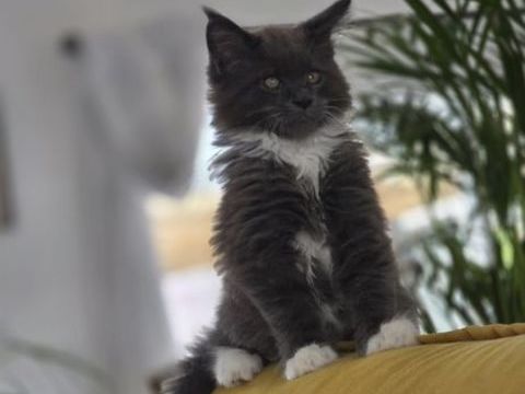 Magnifique Maine coon Loof de 6 mois 1600 18570 Le subdray