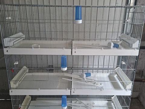 Cage de reproduction 60 02100 Saint-quentin