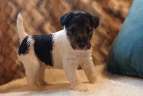 Chiot Fox-Terrier Poil Dur LOF 1300 05000 La rochette