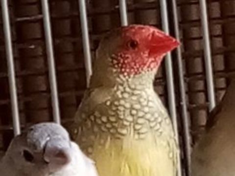 Diamants Ruficaudas 30 80400 Ham