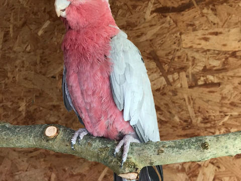 Cacatoès rosalbin 1200 14430 Branville