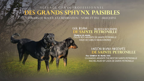 3 CHIOTS BEAUCERONS LOF MALES NOIR ET FEU 1400 47800 Miramont-de-guyenne