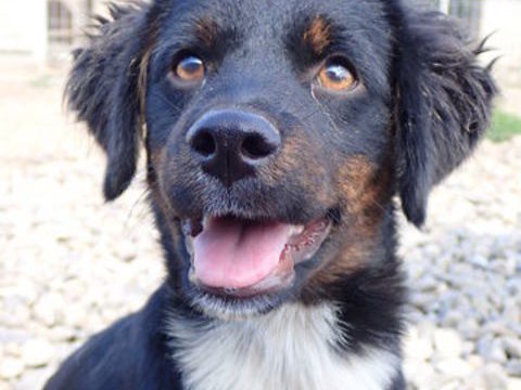 Pocus à l'adoption 320 88100 Coinches