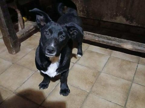 Scapin &agrave; l'adoption 320 57920 Metzeresche