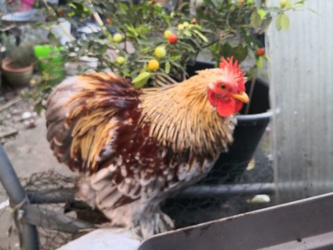 Jeune coq pure race Pekin
10 94700 Maisons-alfort