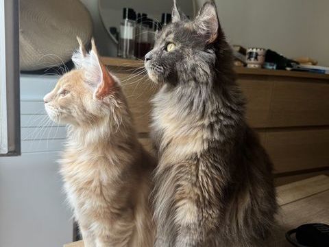 Mainecoon &agrave;    adopter 1300 75008 Paris