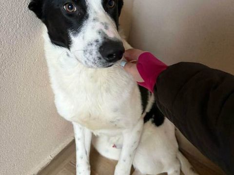 OLLY crois&eacute; male n&eacute; le 05/06/2025 300 72200 Le bailleul