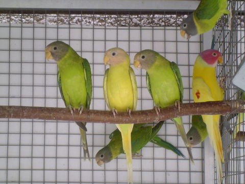 Perruches tête prunes porteurs diluées (jaune) 100 59950 Auby