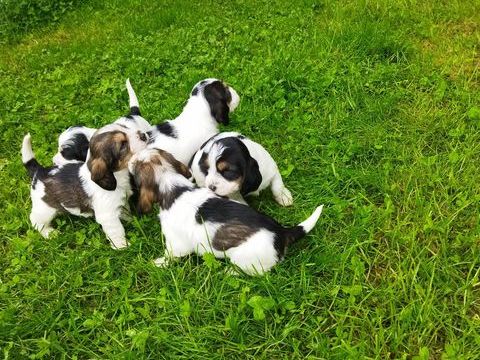 Chiots petits basset griffons vend&eacute;ens 650 42800 Saint-martin-la-plaine