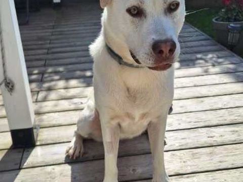Chien TAIGA &agrave; l adoption 250 26250 Livron-sur-drôme