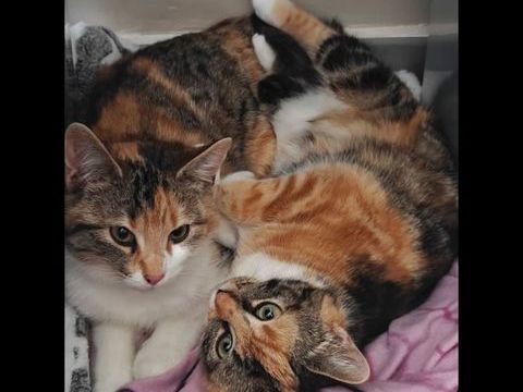 KIT et KAT 1 30130 Saint-alexandre