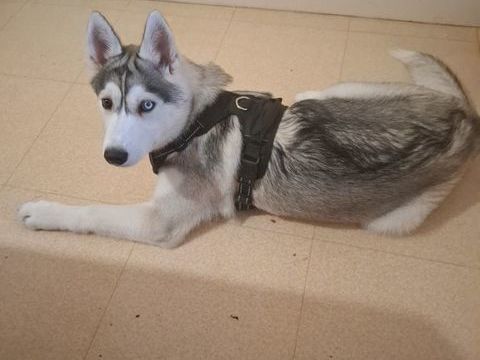 Bonjour, suite a un déménagement sans cours et a contre c?ur 0 14500 Vire