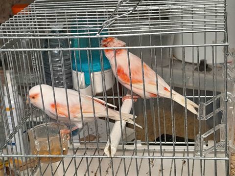 COUPLE DE CANARIS MOZAIQUE ROUGE 2025 60 95170 Deuil-la-barre