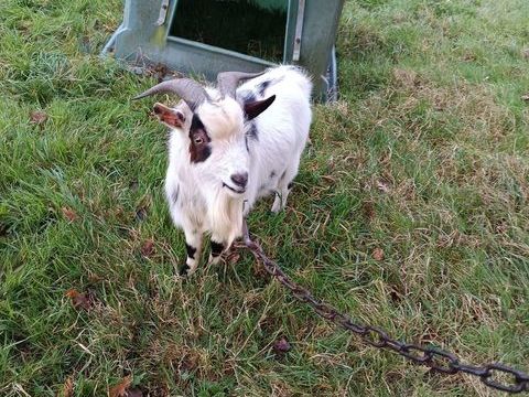 Bouc nain 80 50870 Le luot