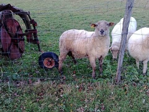 B&eacute;lier 190 38440 Meyrieu-les-�tangs