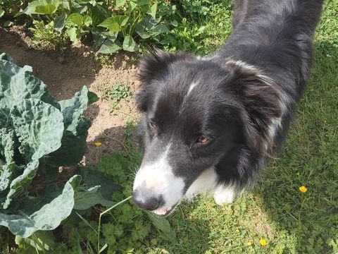 Don Border Collie recherche famille disponible 0 80140 Senarpont