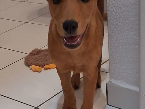 Ynook, m&acirc;le X crois&eacute; berger n&eacute; le 06/09/2025 300 80000 Amiens