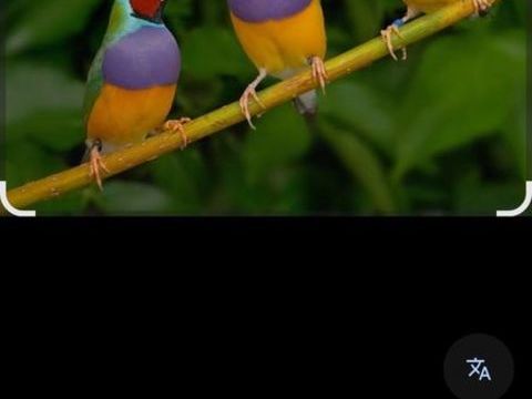 Diamant de gould 80 29410 Saint-th�gonnec