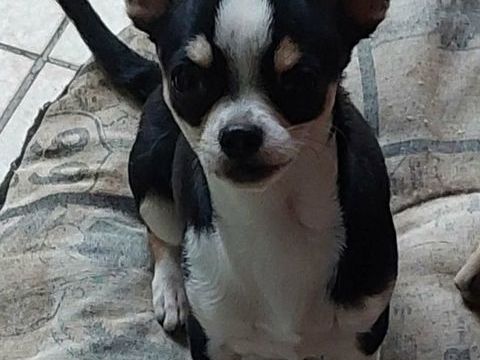 Chiots chihuahua 900 89160 Ancy-le-franc