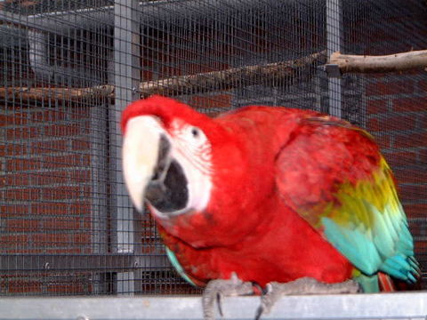 jeune chloropt&egrave;re 1800 59310 Landas
